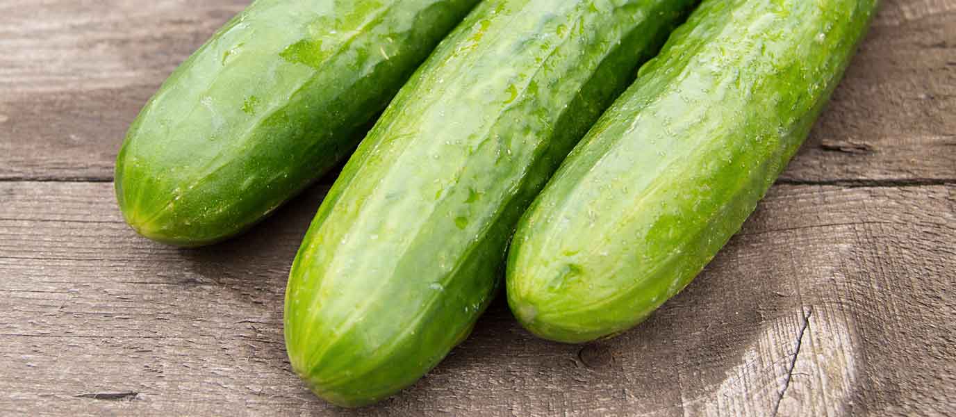 Gurkenzeit | Stadtlandwirtschaft Wien
