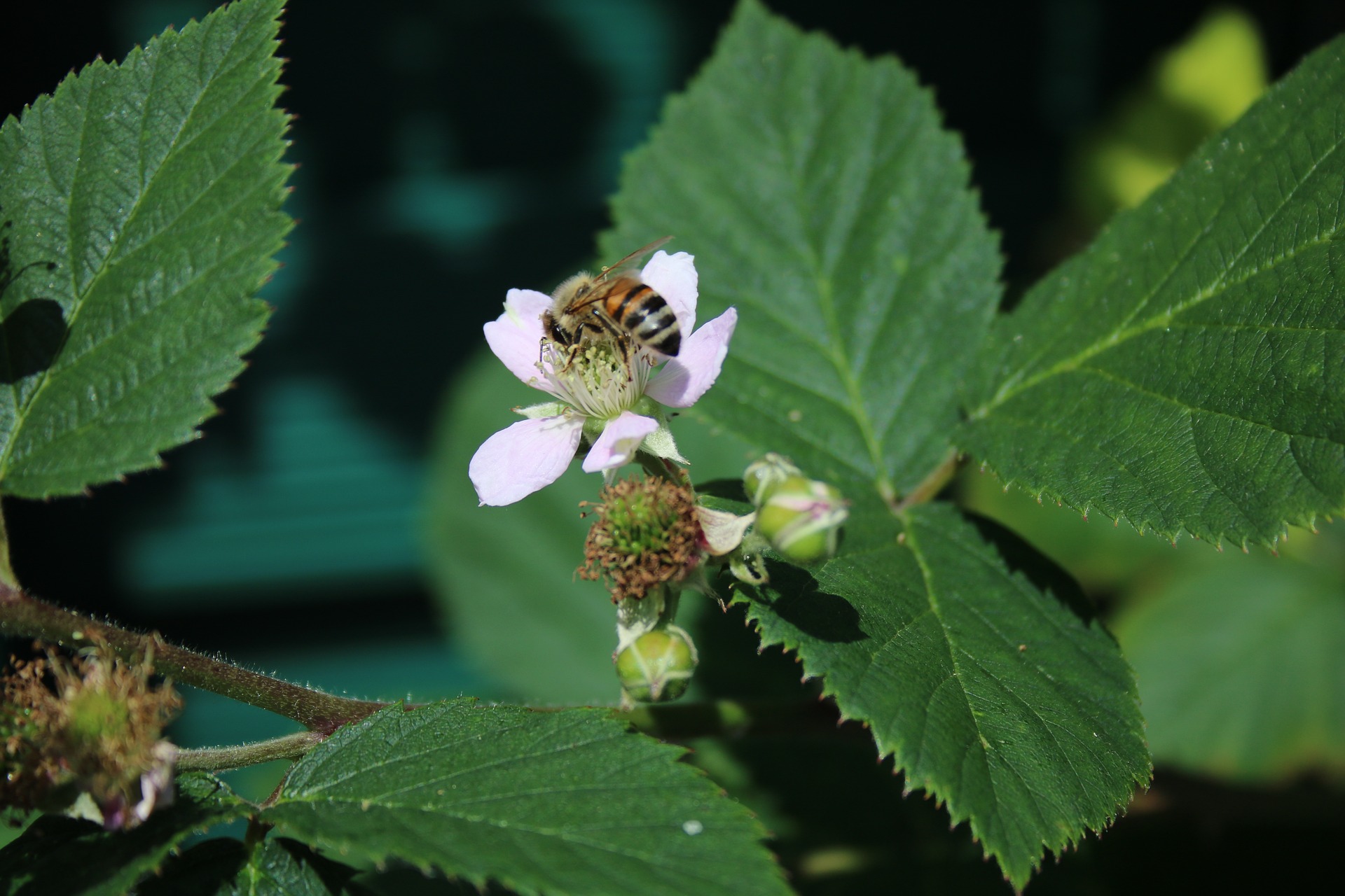 Biene auf Brombeere