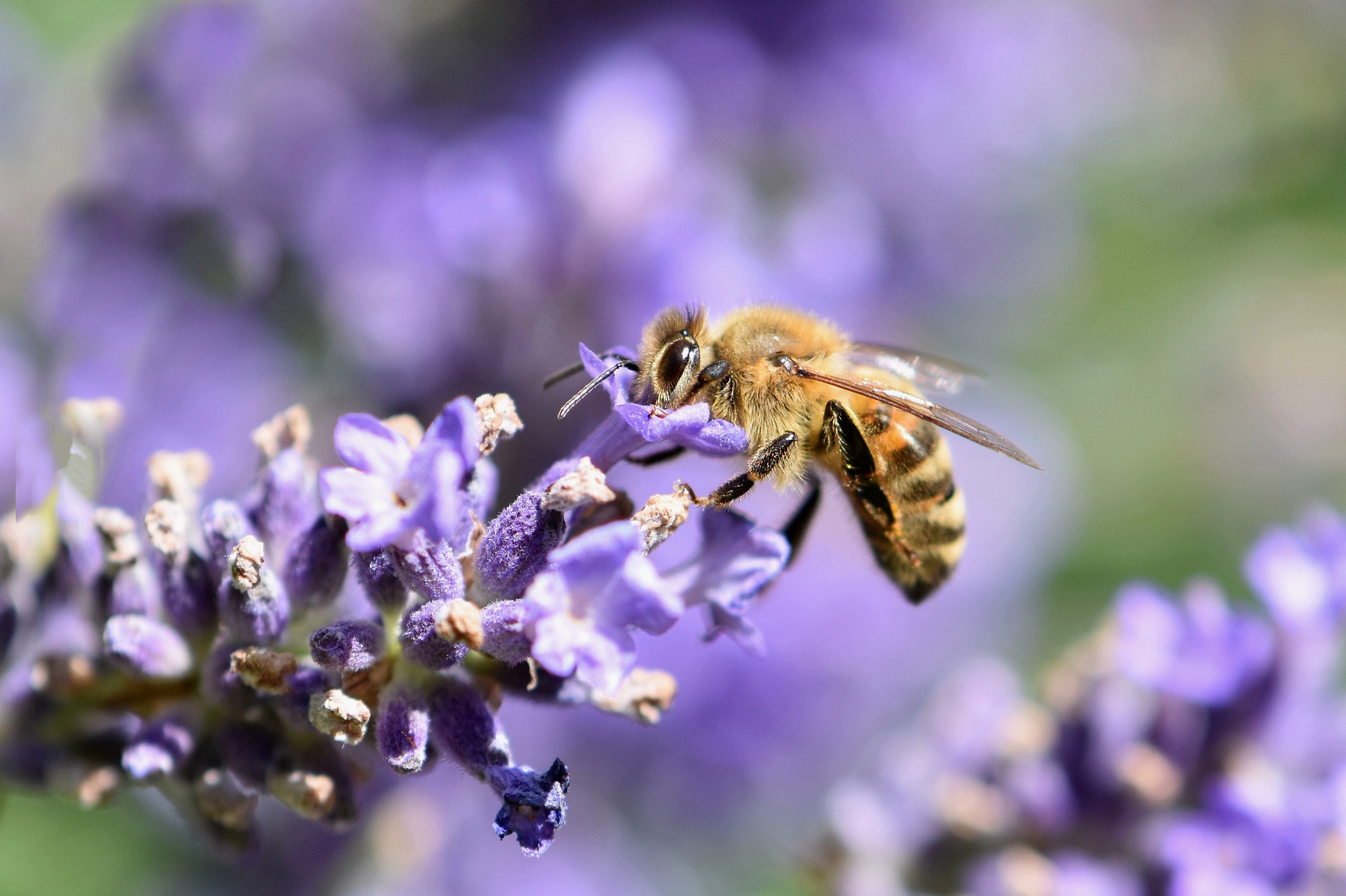 Biene auf Lavendel