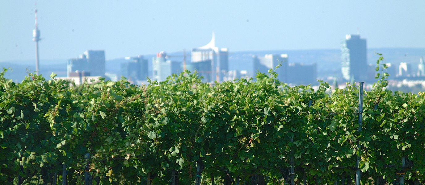 Weingarten und Donauturm