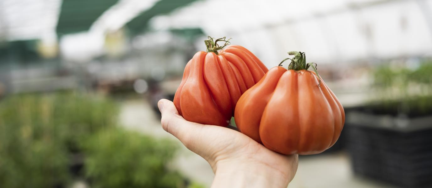 Eine Hand, die Tomaten hält.