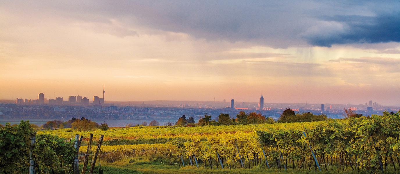 Wien-Panorama mit Weingärten