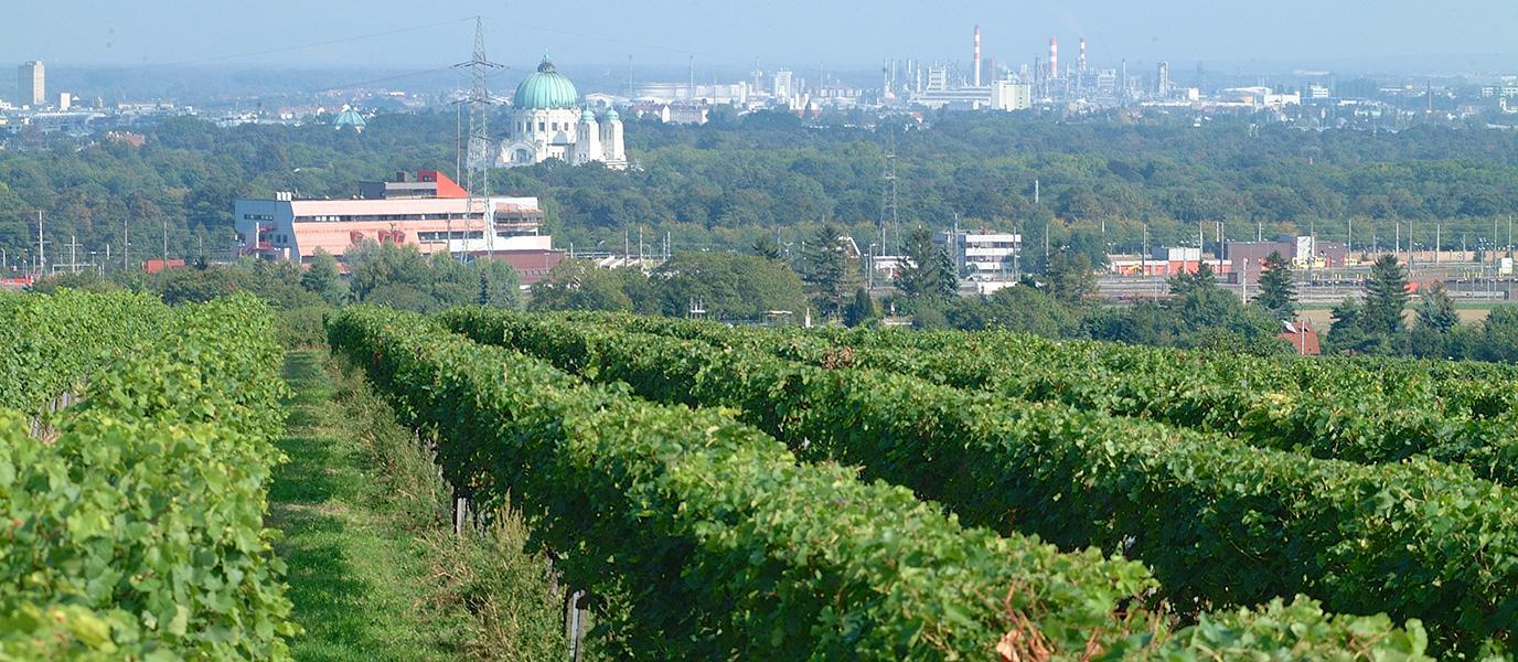 Weingarten und Zentralfriedhof