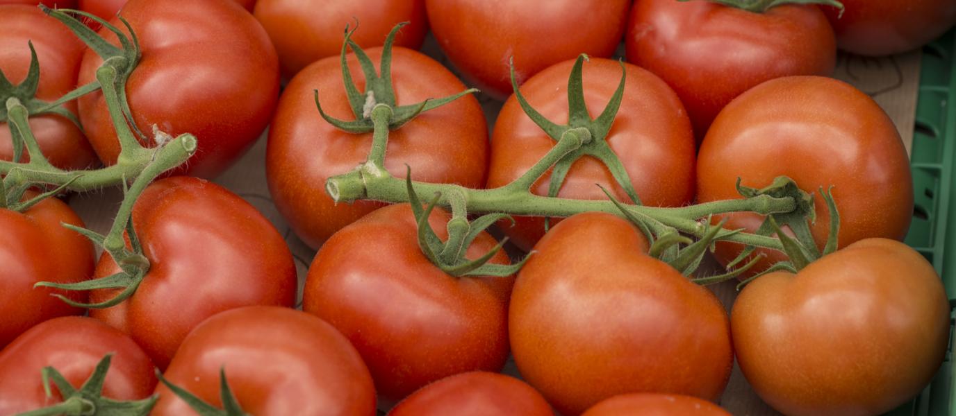 Tomaten