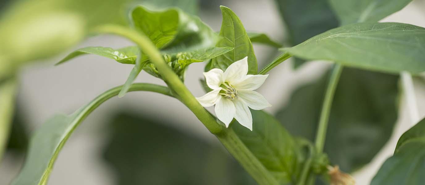 Paradeiserblüte