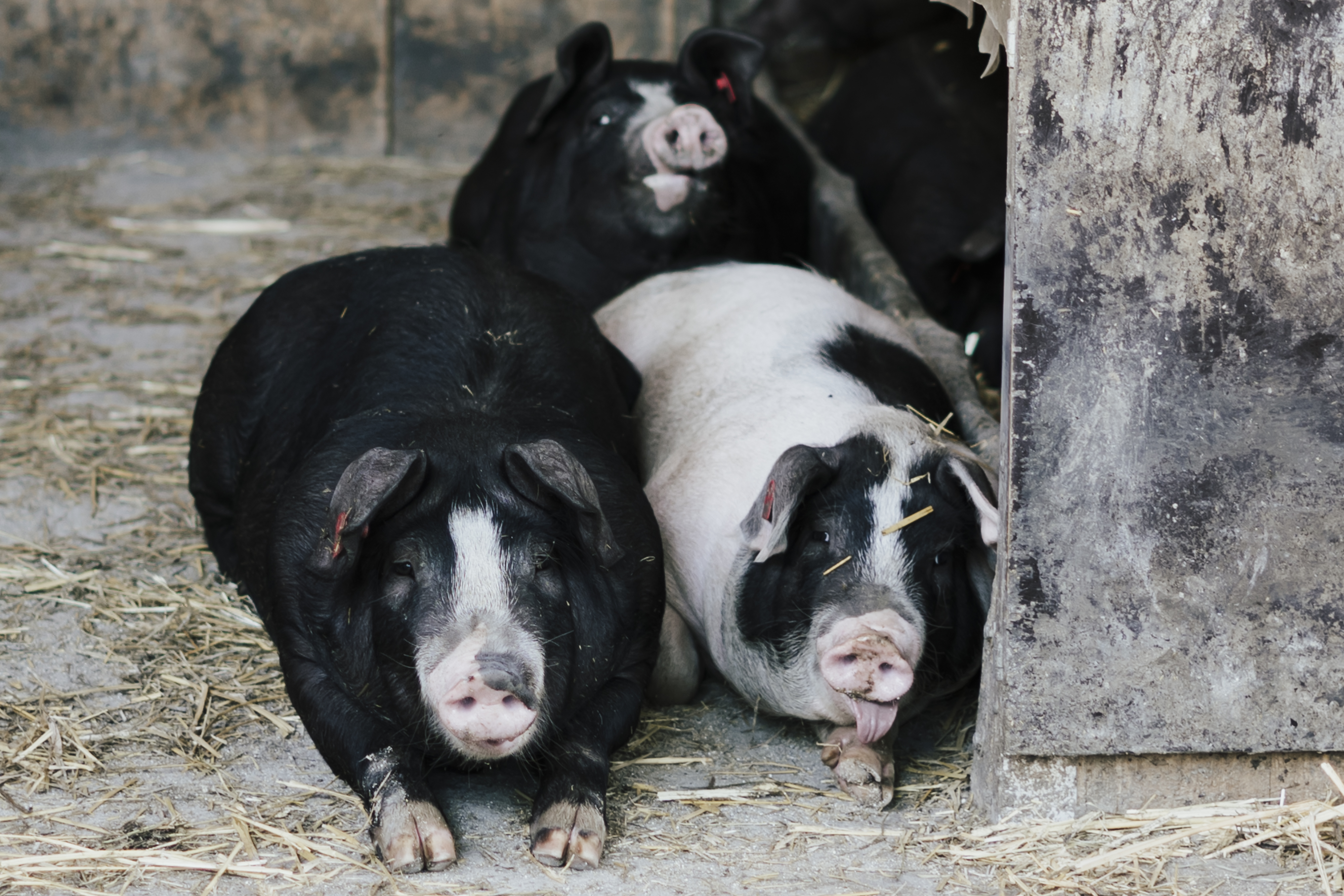 Drei Schweine am Hof der Familie Maurer