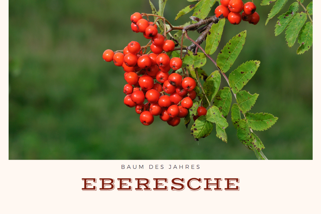 Baum des Jahres - Eberesche