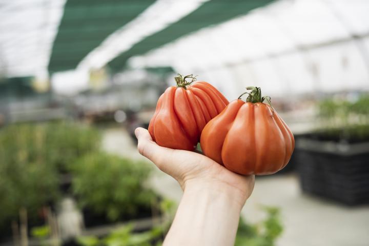 Ein Hand, die zwei Tomaten hochhält