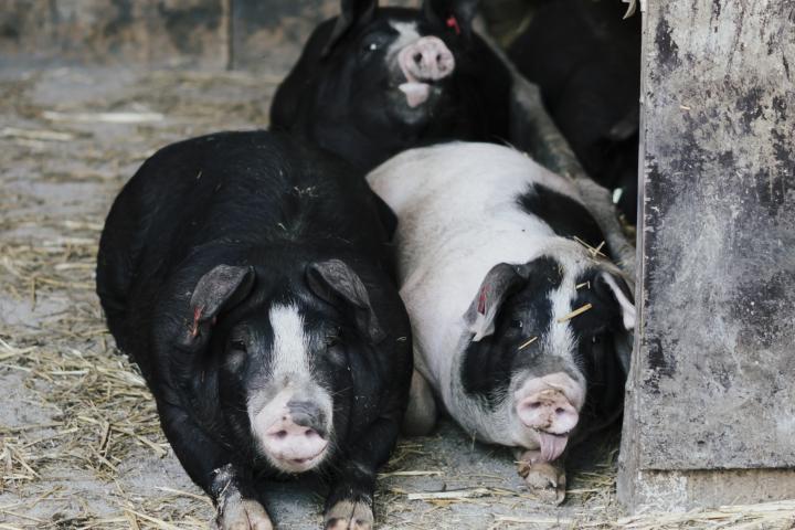 Drei Schäbisch Hällische Schweine am Hof der Familie Maurer in Wien