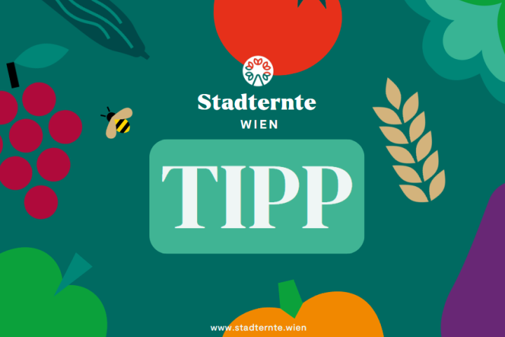 Stadternte Wien Tipp