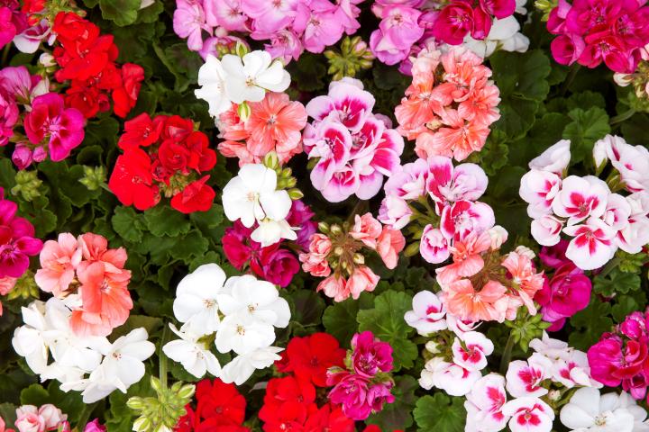 Pelargonien