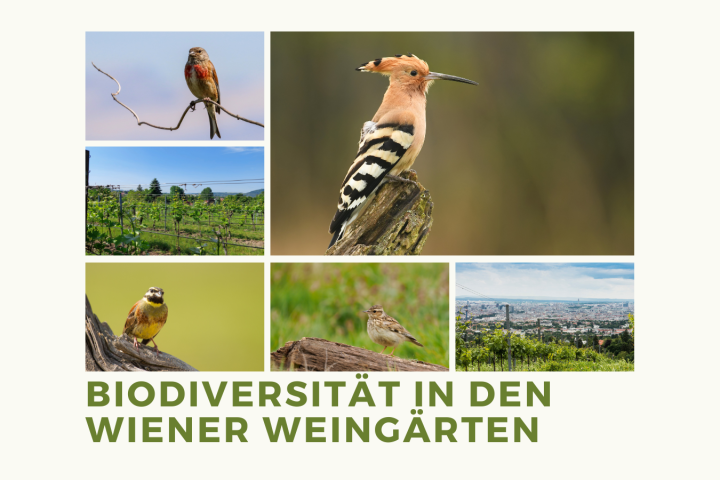 Biodiversität im Weingarten, Wiener Weingärten, Vögeln wie Zaunammer, Wiedehopf, Heideerle, Bluthänfling