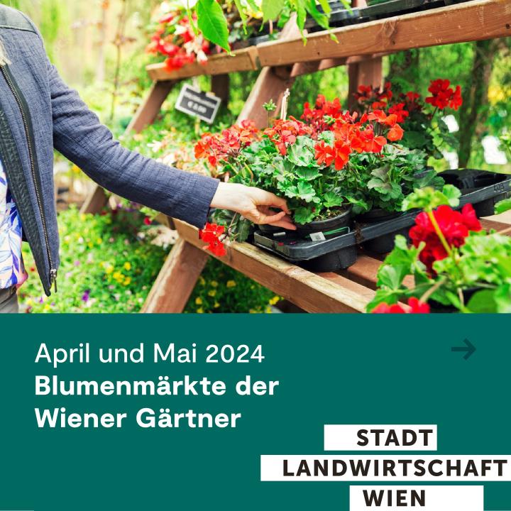 Blumenmärkte in Wien 2024