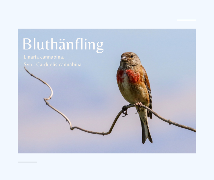 Bluthänfling