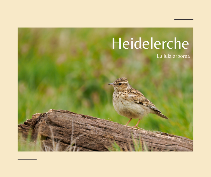 Heideerle