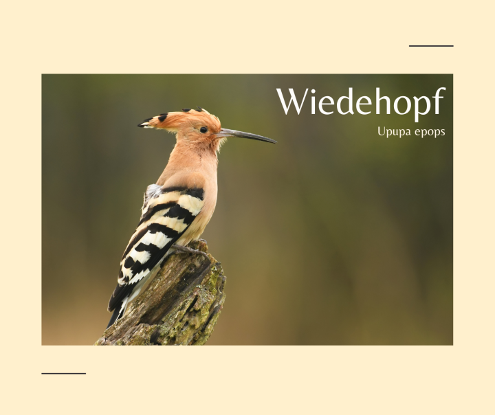 Wiedehopf
