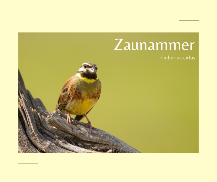 Zaunammer